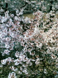 060331_sakura1.jpg