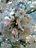 060331_sakura2.jpg