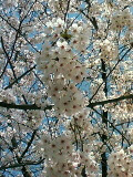 060331_sakura3.jpg