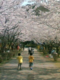 060404_sakura.jpg