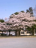 070405sakura.jpg